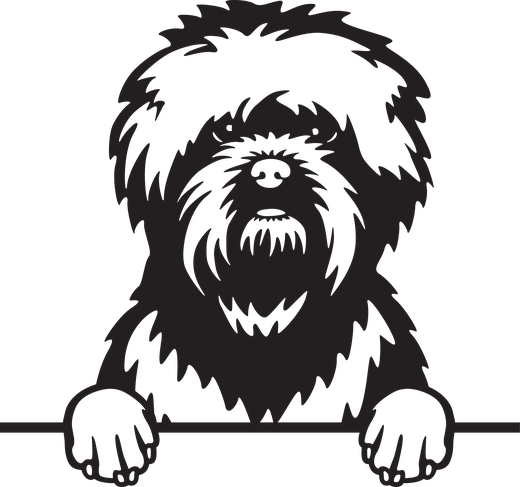 Silhuett av Affenpinscher