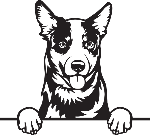 Silhuett av Australsk kvegdriverhund