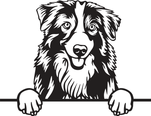 Silhuett av Australsk gjeterhund