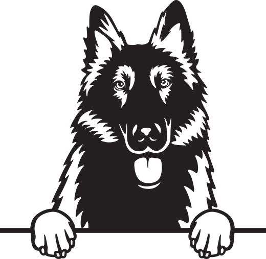 Silhuett av Belgisk fårehund (groenendael)
