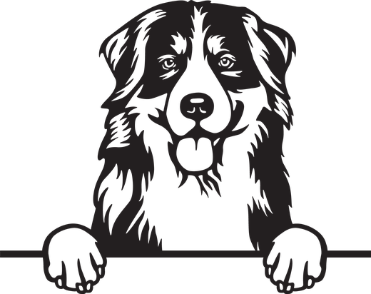 Silhuett av Berner sennenhund