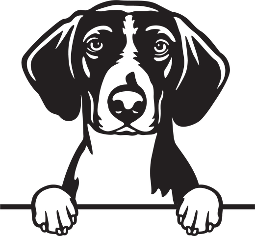 Silhuett av Borador (border collie x labrador)