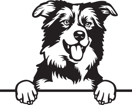 Silhuett av Border collie