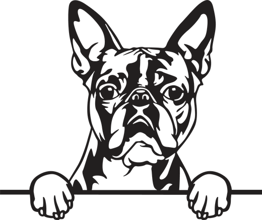 Silhuett av Bostonterrier