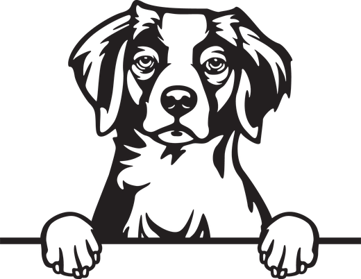 Silhuett av Breton (bretagne fuglehund)